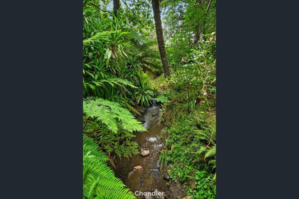 Вілла Paddys Creek Retreat Upwey Екстер'єр фото